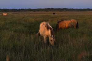 Horses on the dike in the Wadden Sea in the last sunlight. Horses on the dike in the Wadden Sea in the last sunlight.