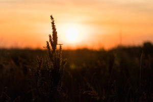 Grasses in the last sunlight - sunset with silhouette Grasses in the last sunlight - sunset with silhouette