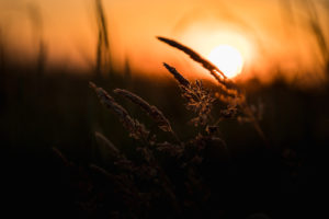 Grasses in the last sunlight - sunset with silhouette Grasses in the last sunlight - sunset with silhouette
