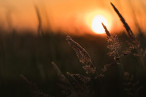 Grasses in the last sunlight - sunset with silhouette Grasses in the last sunlight - sunset with silhouette