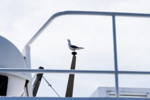 A seagull sits on the railing and makes the typical seagull cry. A seagull sits on the railing and makes the typical seagull cry.
