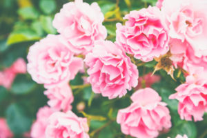 Rose petals - close-up