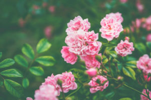 Rose petals - close-up