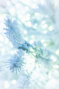 A conifer branch, close-up, with artificial snow and a cool ambience for a Christmas decoration