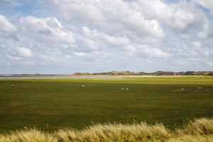 Sheep in the dune landscape on the Wadden Sea, northern landscape on the island of Sylt, Germany, Europe