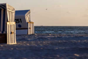 A bird in the sunset - there are beach chairs on the beach and ships can be seen in the background.