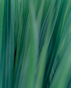 Close-up of the leaves of Montbretia Close-up of the leaves of Montbretia