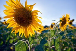 Sunflowers in the morning light Sunflowers in the morning light