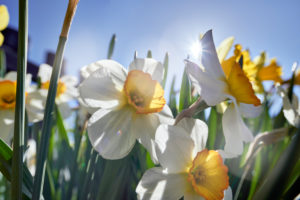 yellow and white daffodils in the cottage garden yellow and white daffodils in the cottage garden