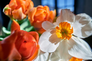 ein Strauß Tulpen und Narzissen auf einer Fensterbank ein Strauß Tulpen und Narzissen auf einer Fensterbank