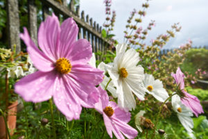 Schmuckkörbchen im Bauerngarten mit Gartenzaun Schmuckkörbchen im Bauerngarten mit Gartenzaun