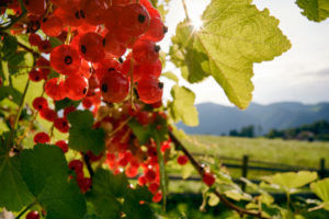 Rote Johannisbeeren im Gegenlicht vor Gartenzaun und Berglandschaft Rote Johannisbeeren im Gegenlicht vor Gartenzaun und Berglandschaft