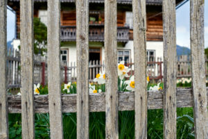 Daffodils behind wooden garden fence and farmhouse Daffodils behind wooden garden fence and farmhouse