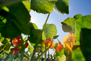 Nasturtium in a cottage garden in backlight Nasturtium in a cottage garden in backlight