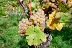 Reife Rieslingtrauben mit Blättern am Rebstock begrüntem Weinberg Reife Rieslingtrauben mit Blättern am Rebstock begrüntem Weinberg