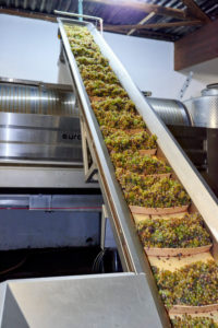 Weinlese, Weiterverarbeitung des Leseguts, Rielingtrauben auf dem Förderband Weinlese, Weiterverarbeitung des Leseguts, Rielingtrauben auf dem Förderband