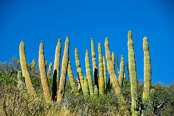 cactus plant price Cactus Plant at affordable price – Mini's Lifestyle Store