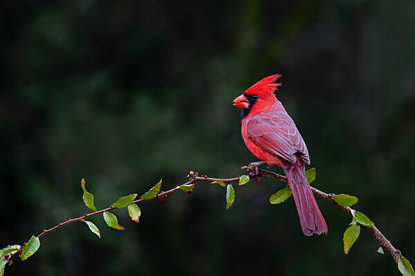 Go Cardinals Leopard Svg Go Cardinals Football Svg Run -  Hong Kong