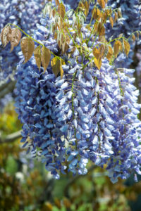 Bildagentur | mauritius images | Japanese wisteria (Wisteria floribunda ' Issai-naga')