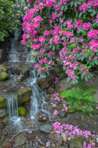 Bildagentur | mauritius images | Rhododendrons in bloom with a waterfall in  the background in the Pacific Northwest,Oregon,United States of America