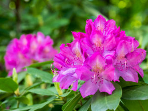 Bildagentur | mauritius images | USA, Pennsylvania. Rhododendrons growing  in a forest.