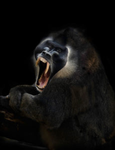 Drill, Mandrillus leucophaeus, profile, yawn, roar, on black Drill, Mandrillus leucophaeus, profile, yawn, roar, on black