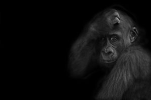 Young Gorilla on black
Young Gorilla on black