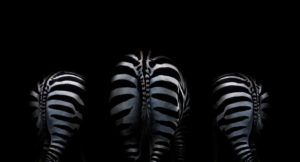 Zebra bootaligious bottoms on black Zebra bootaligious bottoms on black