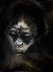 Spider monkey portrait close up Spider monkey portrait close up