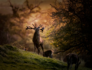 Magestic Red Deer, rutting season Magestic Red Deer, rutting season