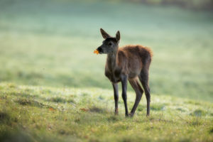 Young baby red deer with leaf in the mouth, glade, autum Young baby red deer with leaf in the mouth, glade, autum