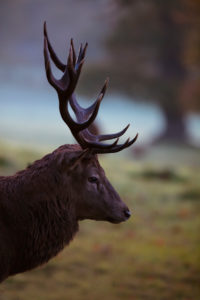 King of the Forest, Red Deer, Cervus elaphus King of the Forest, Red Deer, Cervus elaphus