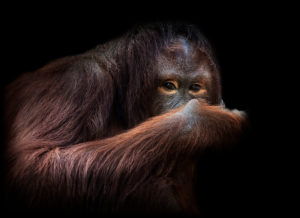 Orangutan on black, portrait Orangutan on black, portrait