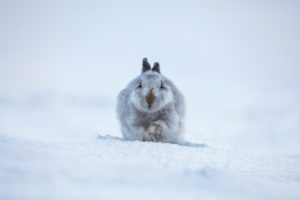 Cute white hare in snow with raised paw Cute white hare in snow with raised paw