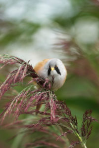 Bearded tit male looking on reeds Bearded tit male looking on reeds