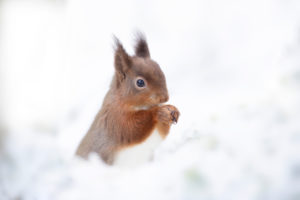 Red squirrel in woods in snow Red squirrel in woods in snow
