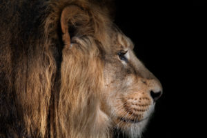 Lion, portrait on black Lion, portrait on black