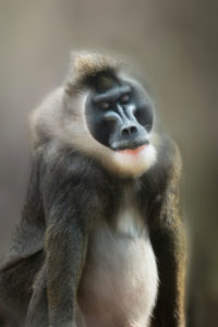 Male drill monkey, portrait, closed eyes, relaxing Male drill monkey, portrait, closed eyes, relaxing