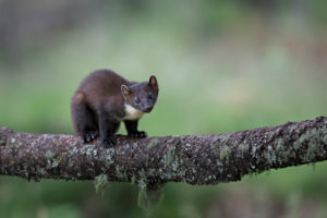 Female mother pine martin in wood Female mother pine martin in wood