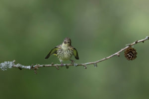 Tiny little siskin bird flapping its wings to be fed Tiny little siskin bird flapping its wings to be fed