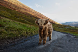 highland cattle on a street in Scotland highland cattle on a street in Scotland