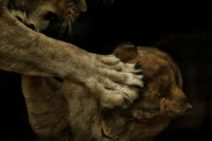 Lion paw in other lions face Lion paw in other lions face