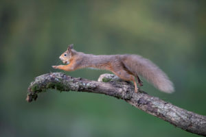 Side view of a Red squirrel in Scotland Side view of a Red squirrel in Scotland