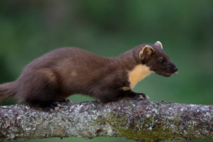 Pine marten in Scotland Pine marten in Scotland