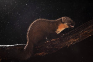Pine marten in Scotland Pine marten in Scotland