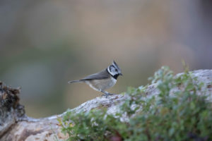 Crested tit in Scotland Crested tit in Scotland