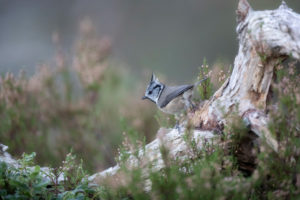Crested tit in Scotland Crested tit in Scotland