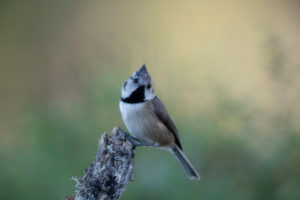 Crested tit in Scotland Crested tit in Scotland