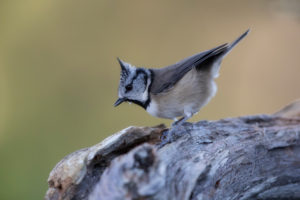 Crested tit in Scotland Crested tit in Scotland