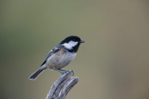 Coal tit Coal tit